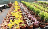 Succulent Mix Karışık Sukulent fideleri