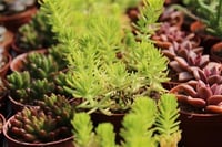 Succulent Mix Karışık Sukulent fideleri