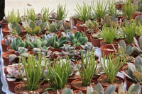 Succulent Mix Karışık Sukulent Fideleri Nadir Çeşitler