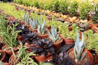 Succulent Mix Karışık Sukulent fideleri
