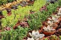 Succulent Mix Karışık Sukulent fideleri