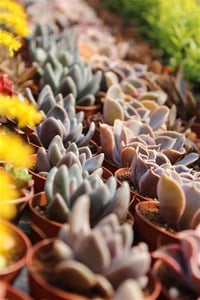 Succulent Mix Karışık Sukulent fideleri