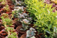 Succulent Mix Karışık Sukulent fideleri