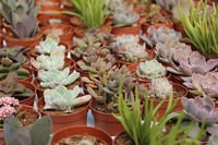 Succulent Mix Karışık Sukulent Fideleri Nadir Çeşitler