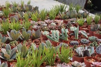 Succulent Mix Karışık Sukulent Fideleri Nadir Çeşitler