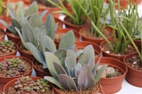 Succulent Mix Karışık Sukulent Fideleri Nadir Çeşitler