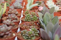 Succulent Mix Karışık Sukulent Fideleri Nadir Çeşitler