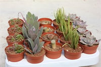 Succulent Mix Karışık Sukulent Fideleri Nadir Çeşitler