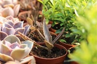 Succulent Mix Karışık Sukulent fideleri
