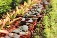 Succulent Mix Karışık Sukulent fideleri