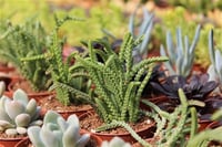Succulent Mix Karışık Sukulent fideleri