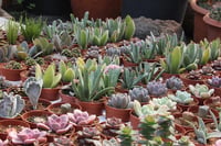 Succulent Mix Karışık Sukulent Fideleri Nadir Çeşitler