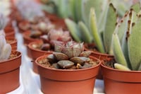 Succulent Mix Karışık Sukulent Fideleri Nadir Çeşitler