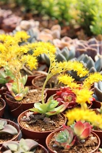 Succulent Mix Karışık Sukulent fideleri