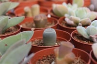 Succulent Mix Karışık Sukulent Fideleri Nadir Çeşitler