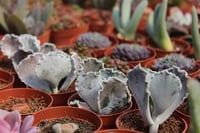 Succulent Mix Karışık Sukulent Fideleri Nadir Çeşitler