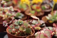 Succulent Mix Karışık Sukulent fideleri
