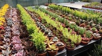Succulent Mix Karışık Sukulent fideleri
