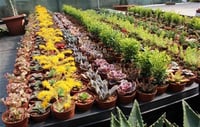 Succulent Mix Karışık Sukulent fideleri
