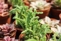 Succulent Mix Karışık Sukulent fideleri