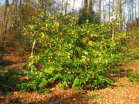 Sycoparrotia semidecidua