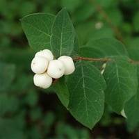 Symphoricarpos albus Beyaz İnci Çalısı fidanı
