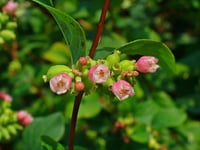 Symphoricarpos d.Mother of Pearl İnci Çalısı fidanı
