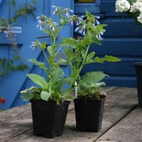 Symphytum azureum mavi Karakafes otu fidesi