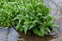 Symphytum officinale Karakafes otu fidesi