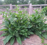 Symphytum officinale Karakafes otu fidesi