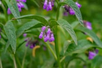 Symphytum officinale Karakafes otu fidesi