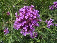 Syringa laciniata parçalı yapraklı leylak fidanı