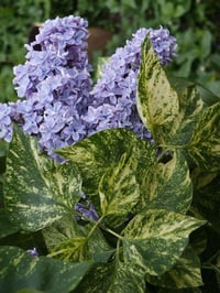 Syringa microphylla Aucubaefolia Leylak fidanı