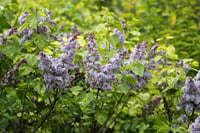 Syringa microphylla Aucubaefolia Leylak fidanı