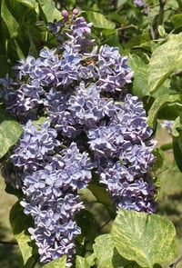 Syringa microphylla Aucubaefolia Leylak fidanı
