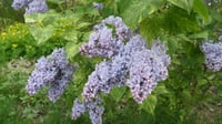 Syringa microphylla Aucubaefolia Leylak fidanı