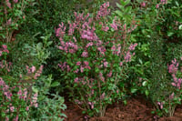 Syringa microphylla Little Rosie Leylak fidanı