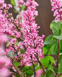 Syringa microphylla Little Rosie Leylak fidanı