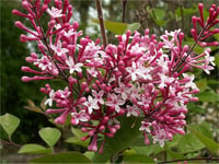 Syringa microphylla Superba Leylak fidanı