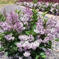 Syringa patula Miss kim Leylak fidanı