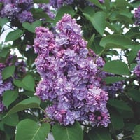 Syringa v. Michel Buchner Leylak fidanı