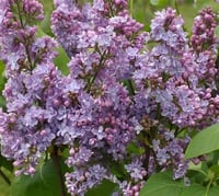 Syringa v. President Grevy Leylak fidanı