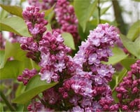 Syringa vulgaris Belle de nancy duble Fransız leylak fidanı