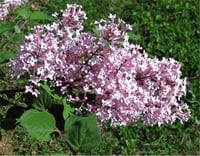 Syringa vulgaris Josee Leylak fidanı