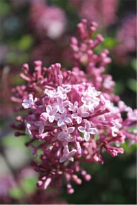 Syringa vulgaris Josee Leylak fidanı