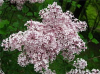Syringa vulgaris Josee Leylak fidanı