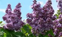 Syringa vulgaris Katherine havemeyer katmerli mor leylak fidanı
