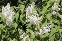 Syringa vulgaris Lebedushka Leylak fidanı