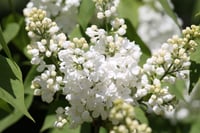 Syringa vulgaris Lebedushka Leylak fidanı