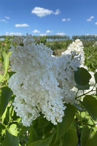 Syringa vulgaris Lebedushka Leylak fidanı